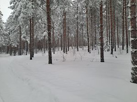 1.3 ha, Niemeläntie, Taipalsaari, Tontit, Taipalsaari, Tori.fi