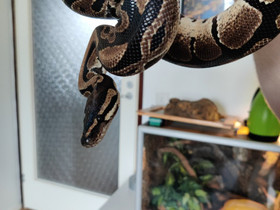 Kuningas python kaikkine tarvikkeineen, Muut eläimet, Lemmikkieläimet, Lappeenranta, Tori.fi Kuningas python kaikkine tarvikkeineen, Muut eläimet, Lemmikkieläimet, Lappeenranta, Tori.fi
