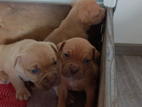Pitbullmix pennut, Koirat, Lemmikkieläimet, Orivesi, Tori.fi Pitbullmix pennut, Koirat, Lemmikkieläimet, Orivesi, Tori.fi