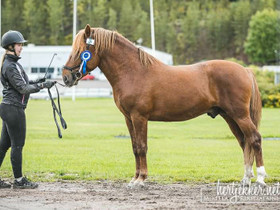 7v sh-ruuna, Hevoset ja ponit, Hevoset ja hevosurheilu, Hämeenkyrö, Tori.fi 7v sh-ruuna, Hevoset ja ponit, Hevoset ja hevosurheilu, Hämeenkyrö, Tori.fi