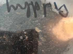 Hyppyhäntäsiä, Muut eläintarvikkeet, Lemmikkieläimet, Pori, Tori.fi Hyppyhäntäsiä, Muut eläintarvikkeet, Lemmikkieläimet, Pori, Tori.fi
