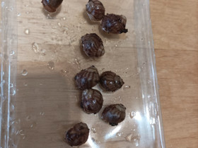 Achatina immaculata var immaculata, Muut eläimet, Lemmikkieläimet, Sodankylä, Tori.fi Achatina immaculata var immaculata, Muut eläimet, Lemmikkieläimet, Sodankylä, Tori.fi
