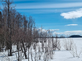 Taimikonhoitoa ja puunkaatoa, Palvelut, Joensuu, Tori.fi Taimikonhoitoa ja puunkaatoa, Palvelut, Joensuu, Tori.fi