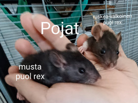 Rotta pojat, Jyrsijät, Lemmikkieläimet, Riihimäki, Tori.fi Rotta pojat, Jyrsijät, Lemmikkieläimet, Riihimäki, Tori.fi