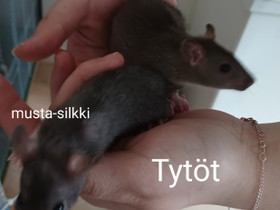 Tyttö rotat, Jyrsijät, Lemmikkieläimet, Riihimäki, Tori.fi