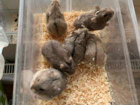 Venäjänkääpiöhamsteri campbelleja, Jyrsijät, Lemmikkieläimet, Nokia, Tori.fi Venäjänkääpiöhamsteri campbelleja, Jyrsijät, Lemmikkieläimet, Nokia, Tori.fi