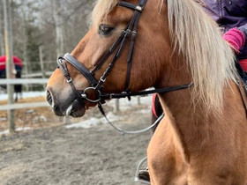 Helmin pilke, Hevoset ja ponit, Hevoset ja hevosurheilu, Joensuu, Tori.fi Helmin pilke, Hevoset ja ponit, Hevoset ja hevosurheilu, Joensuu, Tori.fi