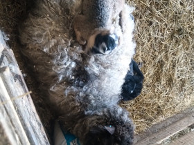 Lampaita ja karitsoita, Muut eläimet, Lemmikkieläimet, Lieksa, Tori.fi Lampaita ja karitsoita, Muut eläimet, Lemmikkieläimet, Lieksa, Tori.fi