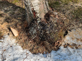Koivun pahka, Maatalous, Multia, Tori.fi Koivun pahka, Maatalous, Multia, Tori.fi