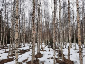 Perikankaantie, Matkaniva, Oulainen, Metsätilat ja maatilat, Oulainen, Tori.fi Perikankaantie, Matkaniva, Oulainen, Metsätilat ja maatilat, Oulainen, Tori.fi