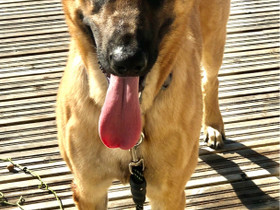 Malinois Uros, Koirat, Lemmikkieläimet, Oulu, Tori.fi Malinois Uros, Koirat, Lemmikkieläimet, Oulu, Tori.fi