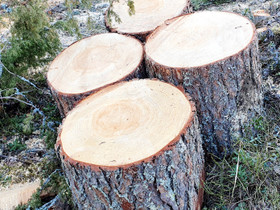 Jämäkät pöllit jakkaraksi tms, Muu piha ja puutarha, Piha ja puutarha, Liperi, Tori.fi Jämäkät pöllit jakkaraksi tms, Muu piha ja puutarha, Piha ja puutarha, Liperi, Tori.fi