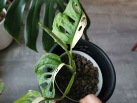 Monstera adansonii variegata, Kasvit ja siemenet, Piha ja puutarha, Tervola, Tori.fi Monstera adansonii variegata, Kasvit ja siemenet, Piha ja puutarha, Tervola, Tori.fi