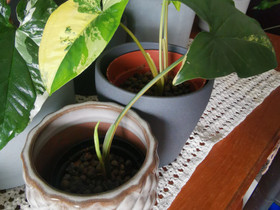 Syngonium aurea, Kasvit ja siemenet, Piha ja puutarha, Tervola, Tori.fi Syngonium aurea, Kasvit ja siemenet, Piha ja puutarha, Tervola, Tori.fi