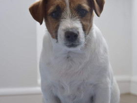 Jackrussellinterrieri, Koirat, Lemmikkieläimet, Karkkila, Tori.fi Jackrussellinterrieri, Koirat, Lemmikkieläimet, Karkkila, Tori.fi