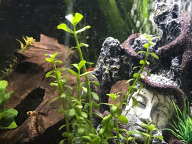 Vallisneria akvaariokasvi, Kalat ja akvaariot, Lemmikkieläimet, Porvoo, Tori.fi Vallisneria akvaariokasvi, Kalat ja akvaariot, Lemmikkieläimet, Porvoo, Tori.fi