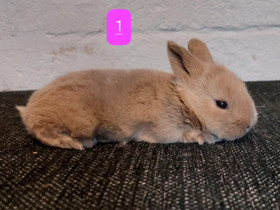 Pupun poikaset, Jyrsijät, Lemmikkieläimet, Savitaipale, Tori.fi Pupun poikaset, Jyrsijät, Lemmikkieläimet, Savitaipale, Tori.fi