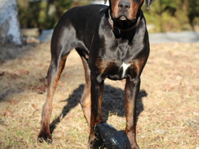 Leikattu dobermannimix uros, Koirat, Lemmikkieläimet, Ikaalinen, Tori.fi Leikattu dobermannimix uros, Koirat, Lemmikkieläimet, Ikaalinen, Tori.fi