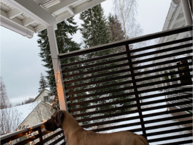 1 vuotias doggi, Koirat, Lemmikkieläimet, Alajärvi, Tori.fi 1 vuotias doggi, Koirat, Lemmikkieläimet, Alajärvi, Tori.fi