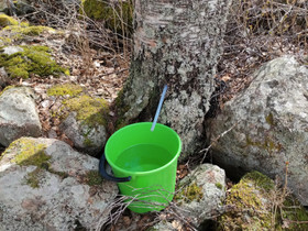 Koivun mahlaa, Hyvinvointi ja elintarvikkeet, Terveys ja hyvinvointi, Mäntyharju, Tori.fi Koivun mahlaa, Hyvinvointi ja elintarvikkeet, Terveys ja hyvinvointi, Mäntyharju, Tori.fi