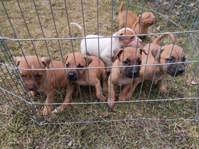 Pitbull pennut, Koirat, Lemmikkieläimet, Kurikka, Tori.fi Pitbull pennut, Koirat, Lemmikkieläimet, Kurikka, Tori.fi