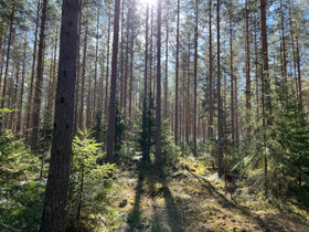 Metsätila, Metsätilat ja maatilat, Eurajoki, Tori.fi Metsätila, Metsätilat ja maatilat, Eurajoki, Tori.fi