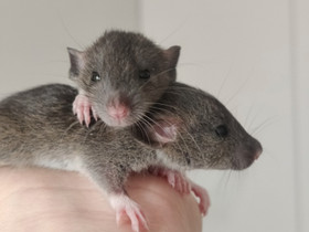 Rotta pojat, Jyrsijät, Lemmikkieläimet, Espoo, Tori.fi Rotta pojat, Jyrsijät, Lemmikkieläimet, Espoo, Tori.fi