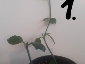 Laskuvarjolyhty, Kasvit ja siemenet, Piha ja puutarha, Loppi, Tori.fi Laskuvarjolyhty, Kasvit ja siemenet, Piha ja puutarha, Loppi, Tori.fi