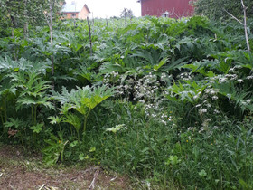 Haittakasvien hävitystä, Palvelut, Riihimäki, Tori.fi Haittakasvien hävitystä, Palvelut, Riihimäki, Tori.fi