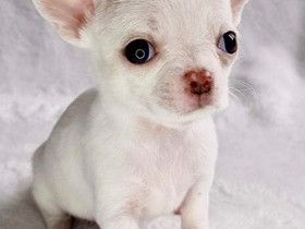 Valkoinen chihuahua uros, Koirat, Lemmikkieläimet, Helsinki, Tori.fi Valkoinen chihuahua uros, Koirat, Lemmikkieläimet, Helsinki, Tori.fi
