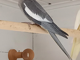Neitokakadu, Muut eläimet, Lemmikkieläimet, Mynämäki, Tori.fi Neitokakadu, Muut eläimet, Lemmikkieläimet, Mynämäki, Tori.fi