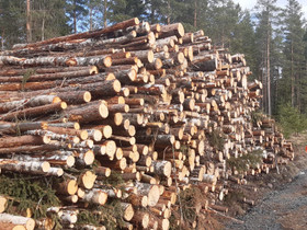 Polttopuuta,energiapuuta, Maatalous, Eura, Tori.fi Polttopuuta,energiapuuta, Maatalous, Eura, Tori.fi