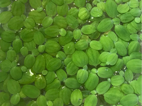 Pistia pinta kasvi paketti, Kalat ja akvaariot, Lemmikkieläimet, Vantaa, Tori.fi Pistia pinta kasvi paketti, Kalat ja akvaariot, Lemmikkieläimet, Vantaa, Tori.fi