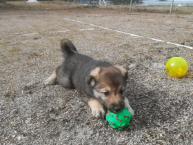 Koiranpentuja, Koirat, Lemmikkieläimet, Juuka, Tori.fi Koiranpentuja, Koirat, Lemmikkieläimet, Juuka, Tori.fi