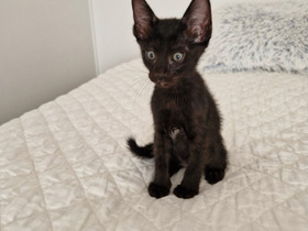 Itamaine ja Peterbald mix pentuja, Kissat, Lemmikkieläimet, Vantaa, Tori.fi Itamaine ja Peterbald mix pentuja, Kissat, Lemmikkieläimet, Vantaa, Tori.fi