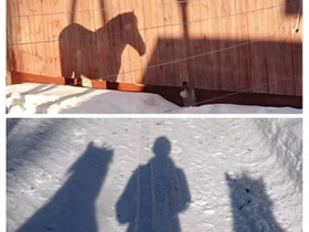 Poni perheenjäseneksi, Hevoset ja ponit, Hevoset ja hevosurheilu, Ylitornio, Tori.fi Poni perheenjäseneksi, Hevoset ja ponit, Hevoset ja hevosurheilu, Ylitornio, Tori.fi