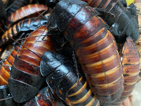 Malagasy hissing cockroaches, Muut eläimet, Lemmikkieläimet, Espoo, Tori.fi Malagasy hissing cockroaches, Muut eläimet, Lemmikkieläimet, Espoo, Tori.fi