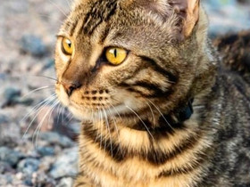 16kk Ikäinen Bengal Kissanpoika, Kissat, Lemmikkieläimet, Helsinki, Tori.fi 16kk Ikäinen Bengal Kissanpoika, Kissat, Lemmikkieläimet, Helsinki, Tori.fi
