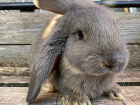 Jättikaninpoikasia, Muut eläimet, Lemmikkieläimet, Forssa, Tori.fi Jättikaninpoikasia, Muut eläimet, Lemmikkieläimet, Forssa, Tori.fi