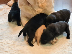 Labradorin noutaja pentuja, Koirat, Lemmikkieläimet, Pälkäne, Tori.fi Labradorin noutaja pentuja, Koirat, Lemmikkieläimet, Pälkäne, Tori.fi
