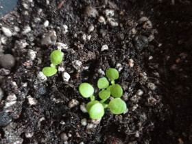 Nicotiana Rustica taimia, Kasvit ja siemenet, Piha ja puutarha, Kemijärvi, Tori.fi Nicotiana Rustica taimia, Kasvit ja siemenet, Piha ja puutarha, Kemijärvi, Tori.fi