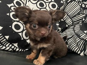 Chihuahua pk uros- ja narttupentu, Koirat, Lemmikkieläimet, Salo, Tori.fi Chihuahua pk uros- ja narttupentu, Koirat, Lemmikkieläimet, Salo, Tori.fi