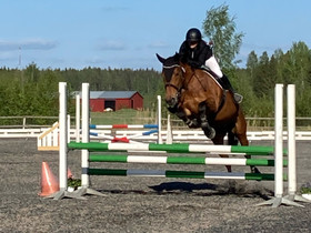 Suomenhevonen, Hevoset ja ponit, Hevoset ja hevosurheilu, Kangasala, Tori.fi Suomenhevonen, Hevoset ja ponit, Hevoset ja hevosurheilu, Kangasala, Tori.fi