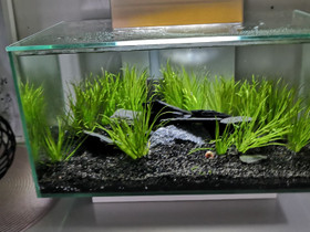 Fluval EDGE Led 23L, Kalat ja akvaariot, Lemmikkieläimet, Seinäjoki, Tori.fi Fluval EDGE Led 23L, Kalat ja akvaariot, Lemmikkieläimet, Seinäjoki, Tori.fi
