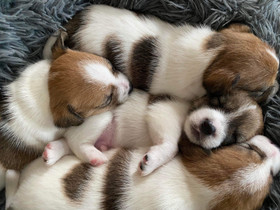 Jackrussellinterrierin urospentuja, Koirat, Lemmikkieläimet, Raasepori, Tori.fi Jackrussellinterrierin urospentuja, Koirat, Lemmikkieläimet, Raasepori, Tori.fi
