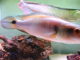 Arowana ja crenicichla lugubris, Kalat ja akvaariot, Lemmikkieläimet, Lohja, Tori.fi Arowana ja crenicichla lugubris, Kalat ja akvaariot, Lemmikkieläimet, Lohja, Tori.fi
