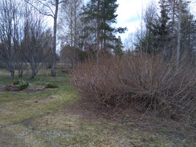 Pihlaja-angervo, Kasvit ja siemenet, Piha ja puutarha, Rautjärvi, Tori.fi Pihlaja-angervo, Kasvit ja siemenet, Piha ja puutarha, Rautjärvi, Tori.fi