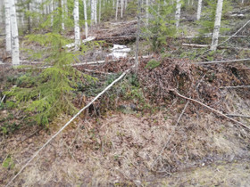 Polttopuu rankaa, Maatalous, Lieksa, Tori.fi Polttopuu rankaa, Maatalous, Lieksa, Tori.fi