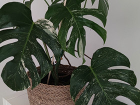 Peikonlehti, Variegata, Kasvit ja siemenet, Piha ja puutarha, Mikkeli, Tori.fi Peikonlehti, Variegata, Kasvit ja siemenet, Piha ja puutarha, Mikkeli, Tori.fi