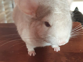 Chinchilla tyttöjä ja poika, Jyrsijät, Lemmikkieläimet, Helsinki, Tori.fi Chinchilla tyttöjä ja poika, Jyrsijät, Lemmikkieläimet, Helsinki, Tori.fi